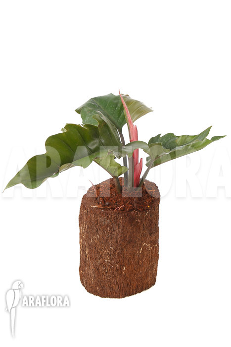 Philodendron x ‚Pluto Red‘