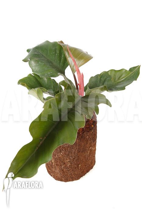 Philodendron x ‚Pluto Red‘