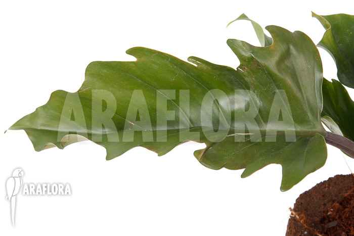 Philodendron x ‚Pluto Red‘