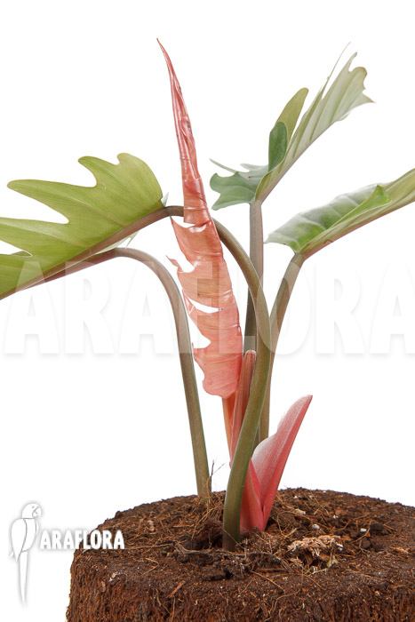 Philodendron x ‚Pluto Red‘ ’starter‘