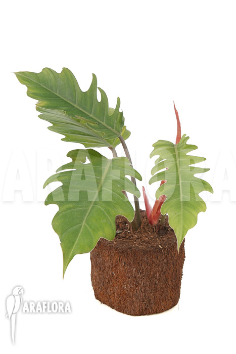 Philodendron x ‚Pluto Red‘ ’starter‘