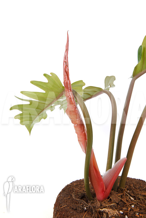 Philodendron x ‚Pluto Red‘ ’starter‘