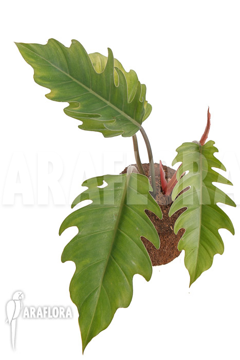 Philodendron x ‚Pluto Red‘ ’starter‘