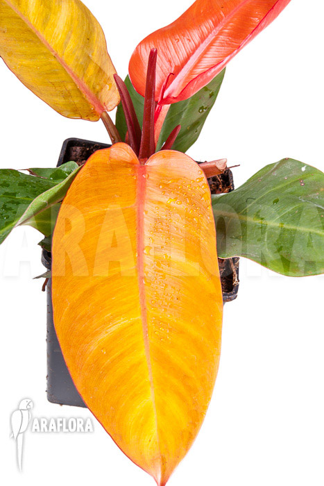 Philodendron x ‚Prince of Orange‘