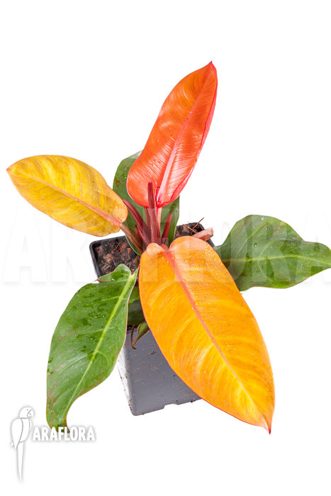 Philodendron x ‚Prince of Orange‘