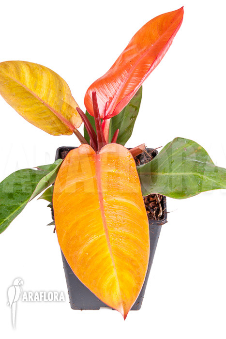 Philodendron x ‚Prince of Orange‘