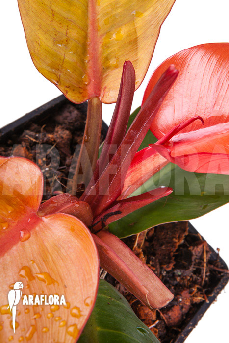 Philodendron x ‚Prince of Orange‘