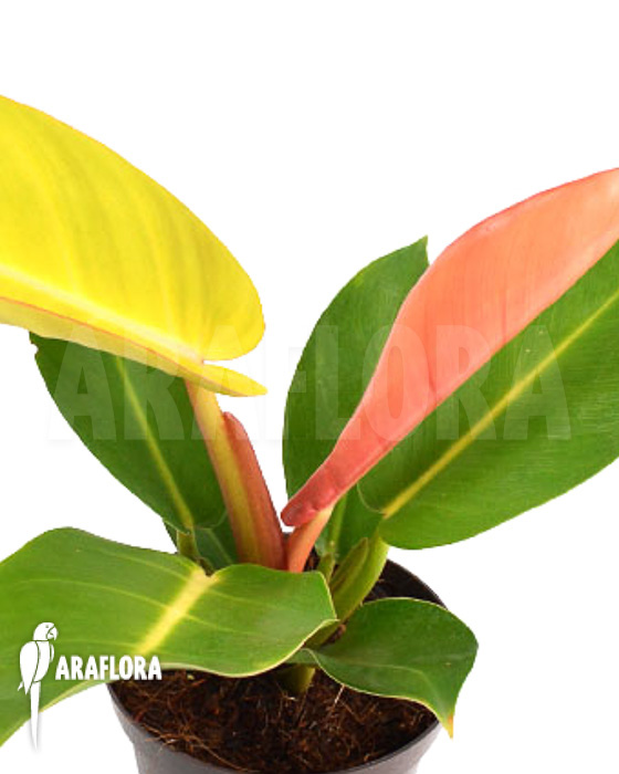 Philodendron x ‚Prince of Orange‘