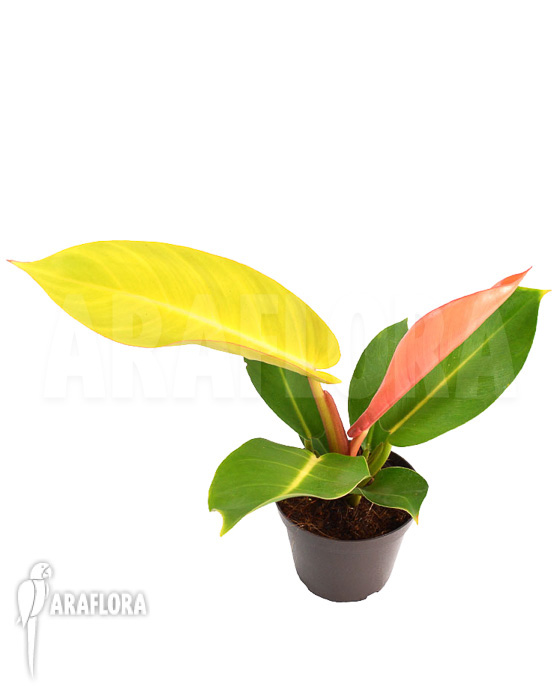 Philodendron x ‚Prince of Orange‘