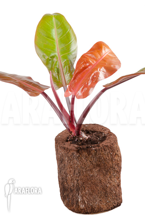 Philodendron x ‚Prince of Orange‘ ‚S‘