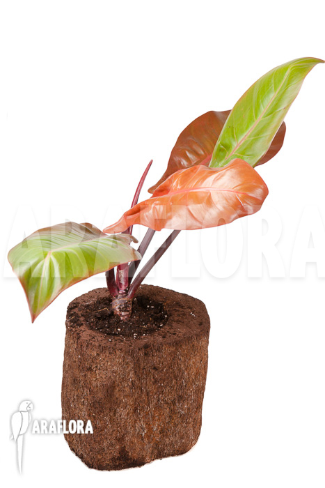 Philodendron x ‚Prince of Orange‘ ‚S‘