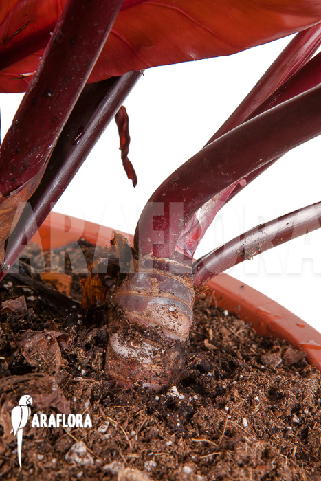 Philodendron x ‚Prince of Orange‘ ‚S‘