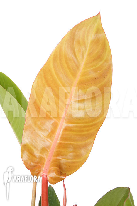 Philodendron x ‚Sun Red‘