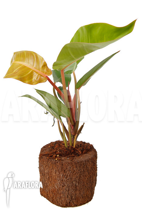 Philodendron x ‚Sun Red‘