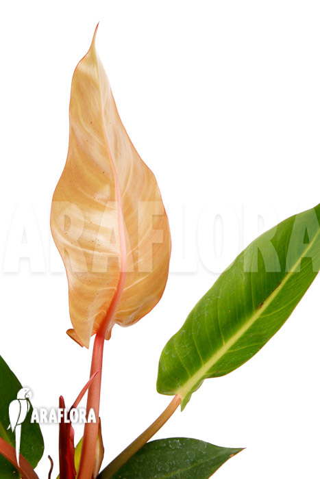 Philodendron x ‚Sun Red‘