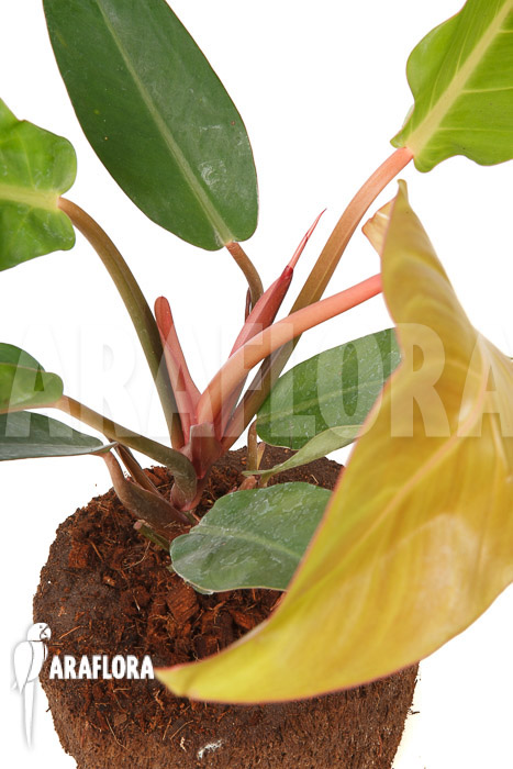 Philodendron x ‚Sun Red‘