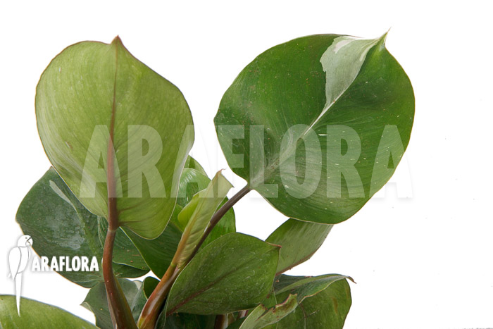 Philodendron x ‚White Knight‘