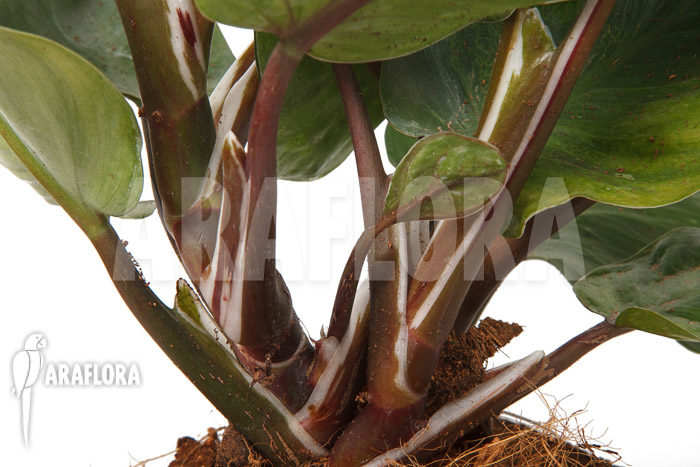 Philodendron x ‚White Knight‘