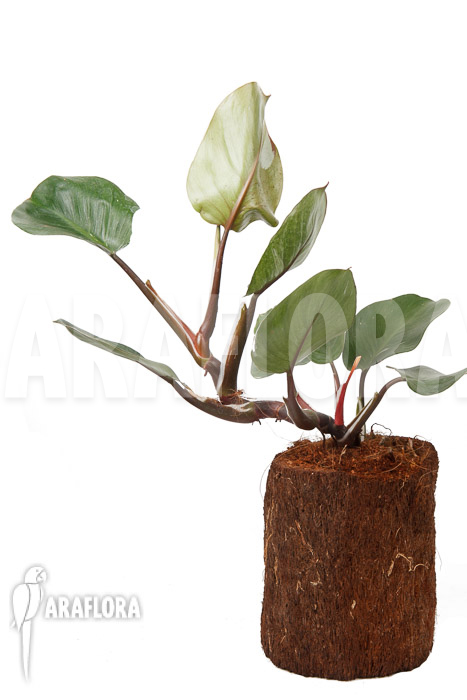 Philodendron x ‚White Knight‘ ‚M‘