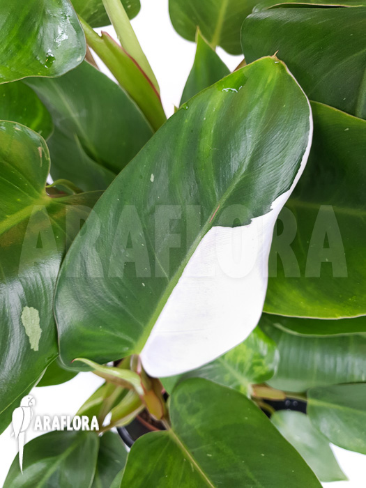 Philodendron x ‚White Princess‘