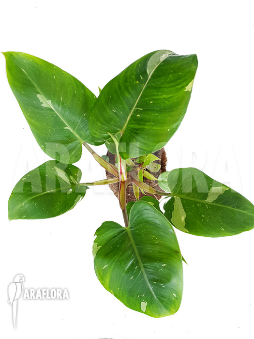 Philodendron x ‚White Princess‘