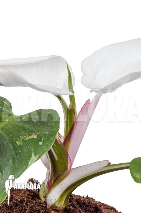 Philodendron x ‚White Princess‘ ‚A‘ ‚Starter‘