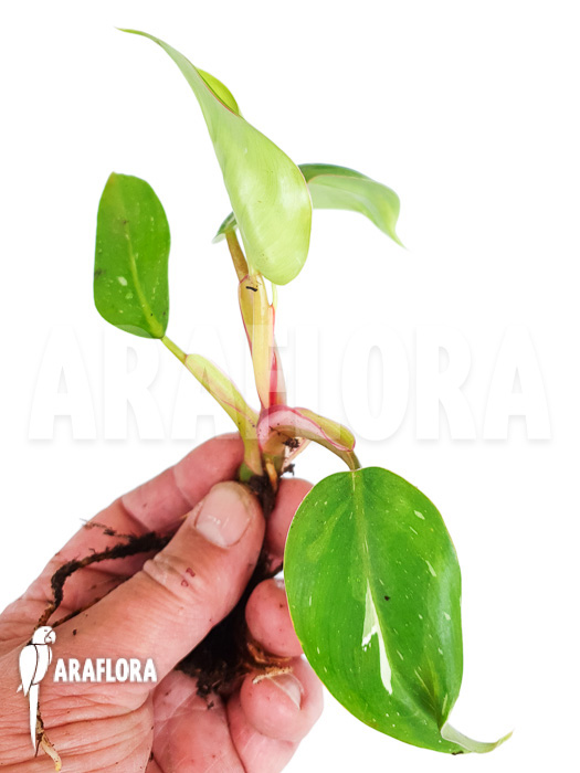 Philodendron x ‚White Princess‘ ‚Starter‘