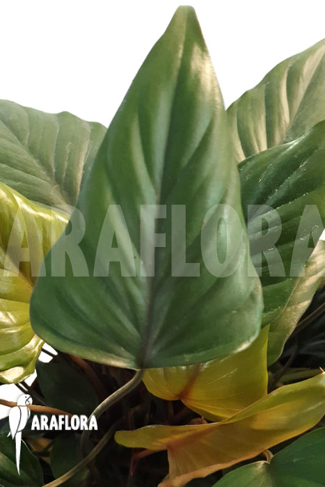Philodendron x ‚Arrow head‘