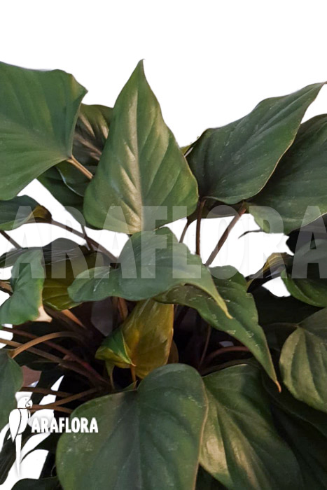 Philodendron x ‚Arrow head‘