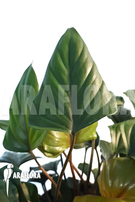 Philodendron x ‚Arrow head‘
