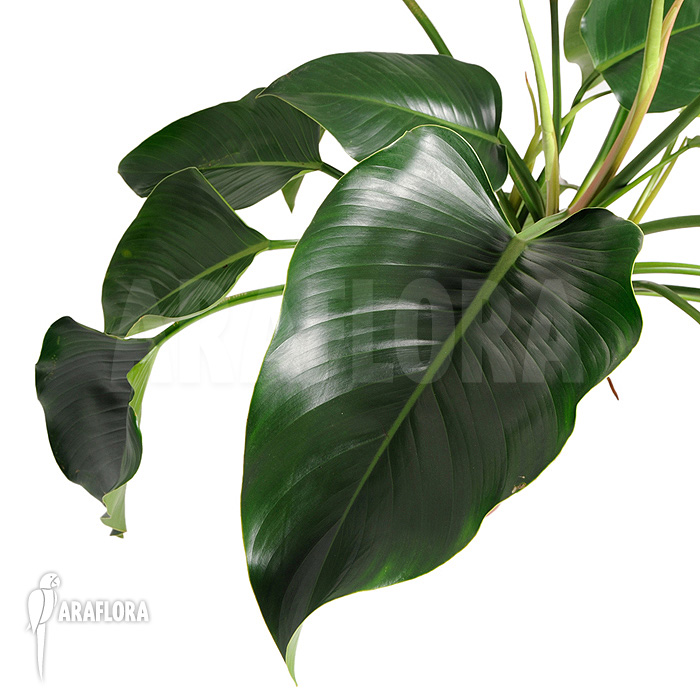 Philodendron x ‚Green beauty‘