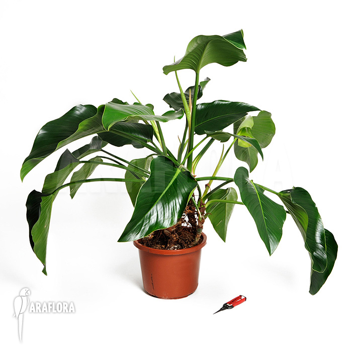 Philodendron x ‚Green beauty‘