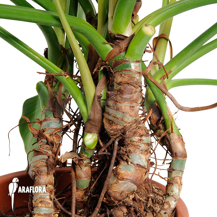 Philodendron x ‚Green beauty‘