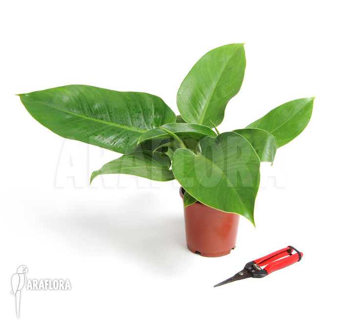 Plant Philodendron x ‚Jungle Green‘