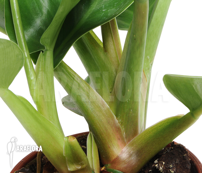 Philodendron x ‚Jungle Green‘ detail