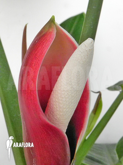 Philodendron x ‚Jungle Green‘ detail