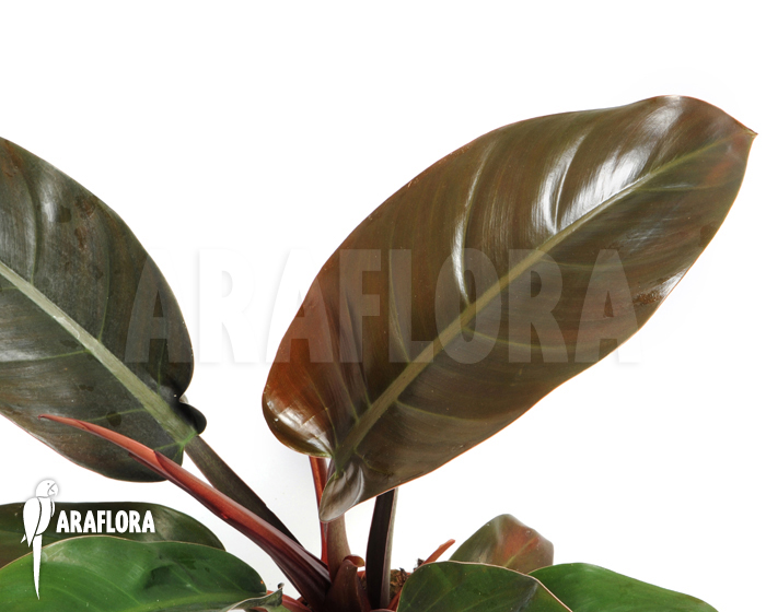 Philodendron x ‚Red Baron‘