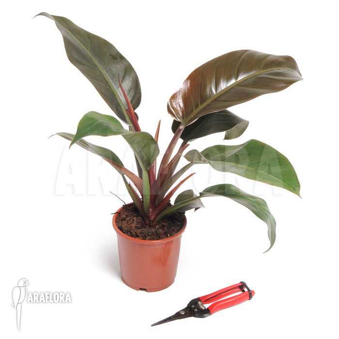 Philodendron x ‚Red Baron‘