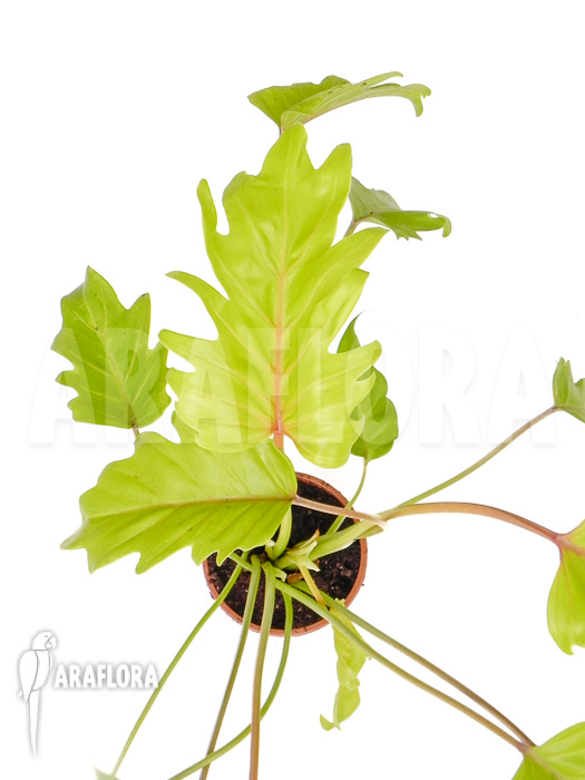 Philodendron xanadu Gold