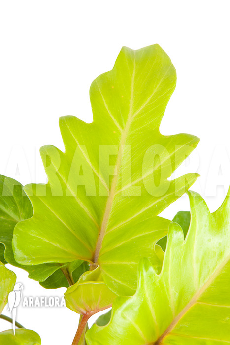 Philodendron xanadu Gold “L”