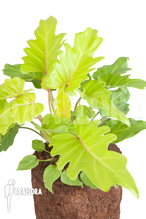 Philodendron xanadu Gold “L”