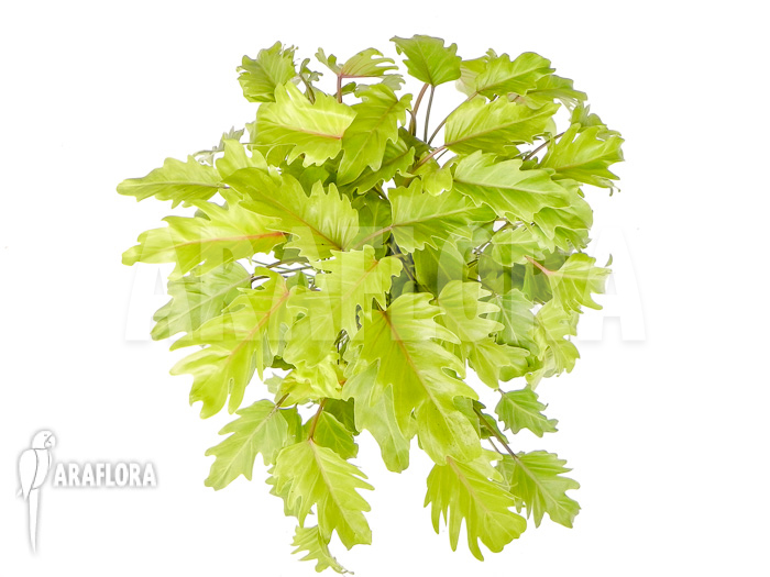 Philodendron xanadu Gold “XL”