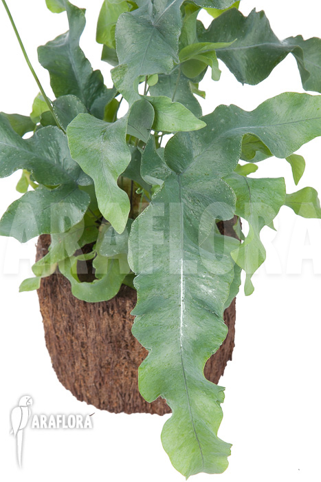 Phlebodium aureum ‚Big‘