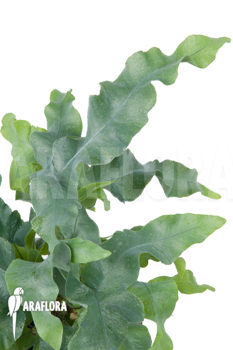 Phlebodium aureum ‚Big‘