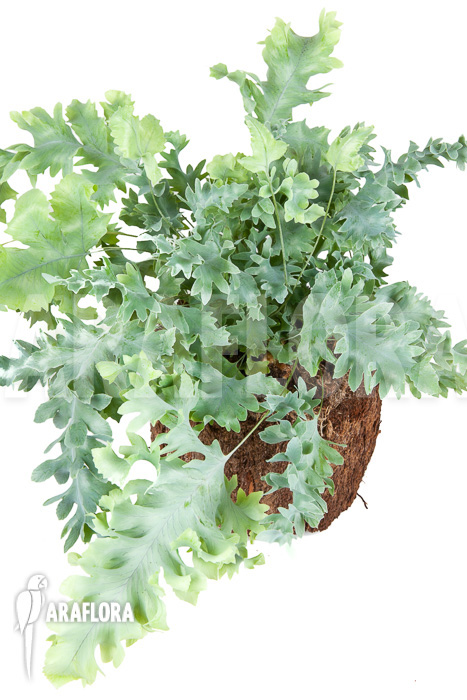 Phlebodium aureum davana