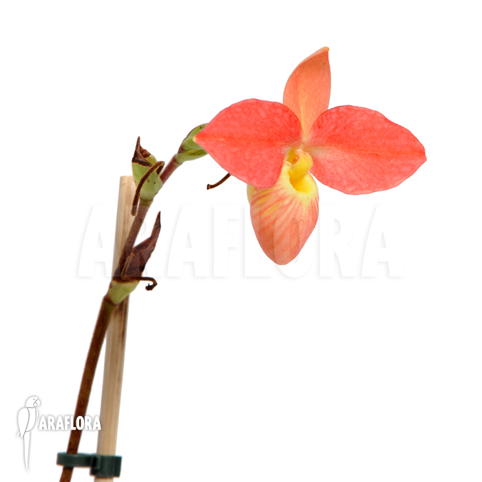 Phragmipedium x longifolium x besseae