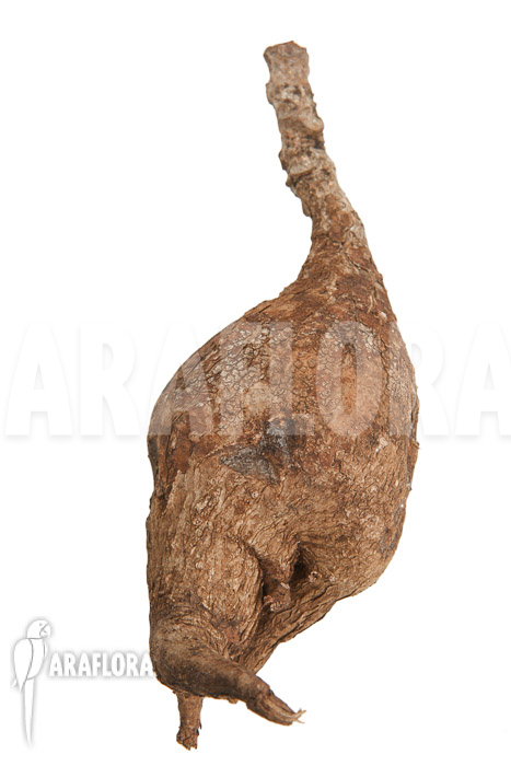 Phyllanthus mirabilis ‚S‘