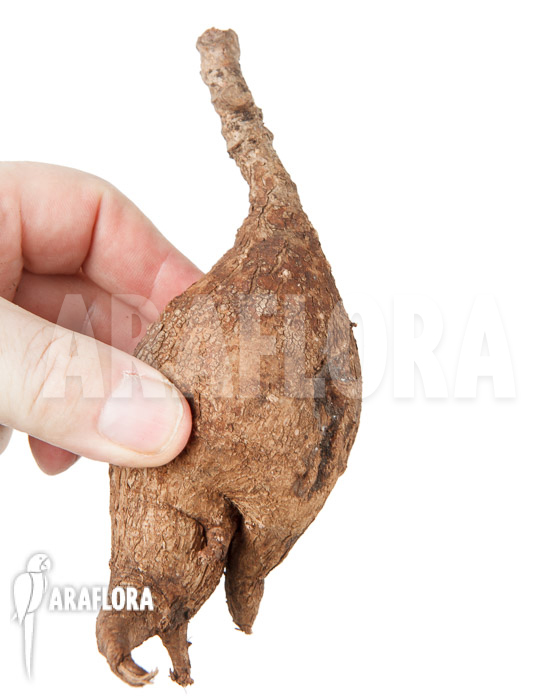 Phyllanthus mirabilis ‚S‘