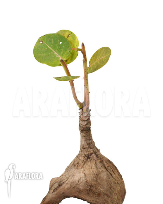 Phyllanthus mirabilis ‚S‘