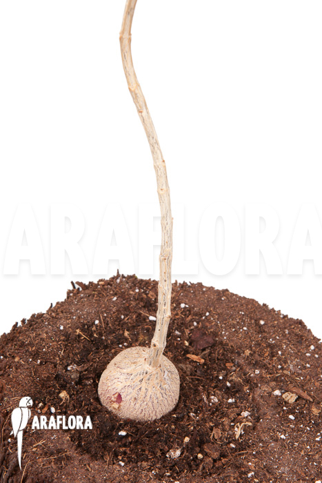 Phyllanthus mirabilis ‚Starter‘